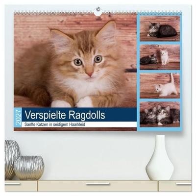 Verspielte Ragdolls - Sanfte Katzen in seidigem Haarkleid (hochwertiger Premium Wandkalender 2027 DIN A2 quer), Kunstdruck in Hochglanz