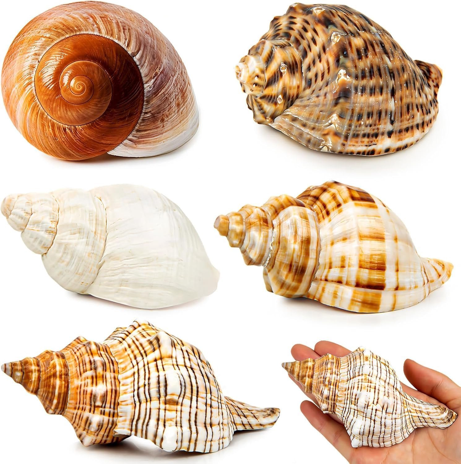 Solidchoice - Set van 5 grote heremietkreeften schelpen voor decoratie
