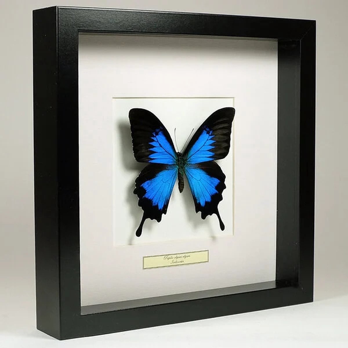 Opgezette vlinder Papilio ulysses ulysses in zwarte lijst, 27 x 27 cm