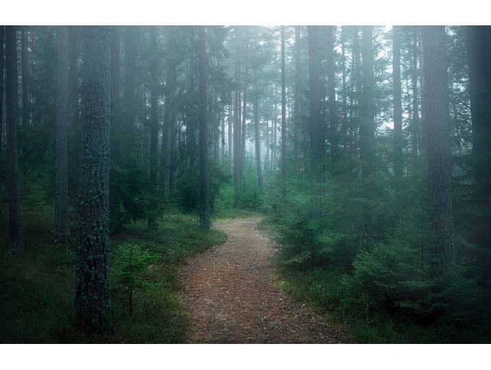 Fototapete PAPERMOON Photo-Art CHRISTIAN LINDSTEN, DER VERWUNSCHENE WALD , bunt, B:2m L:1,49m, Vlies, Tapeten, Fototapete