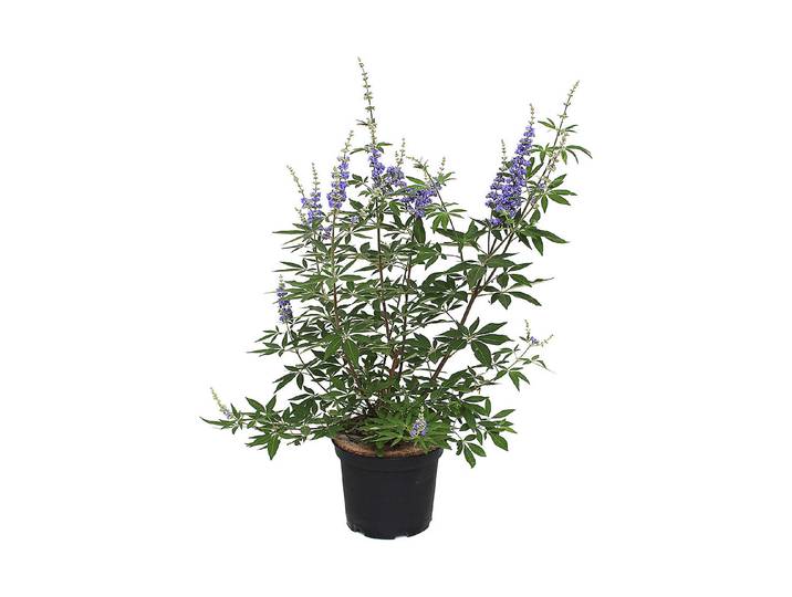 Mönchspfeffer - Vitex agnus castus 50-60cm inklusive Topf
