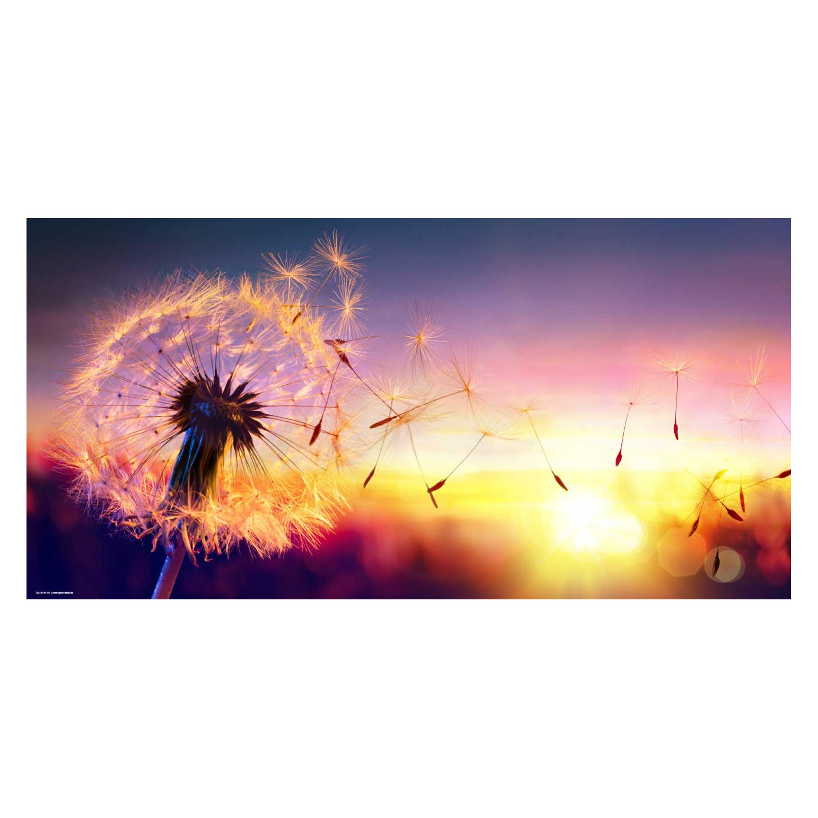CoverYourDesk Schreibtischunterlage Pusteblume im Sonnenlicht (21557550)