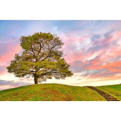 Fototapete PAPERMOON "Baum in Landschaft", bunt, B:2,5m L:1,86m, Vlies, Tapeten