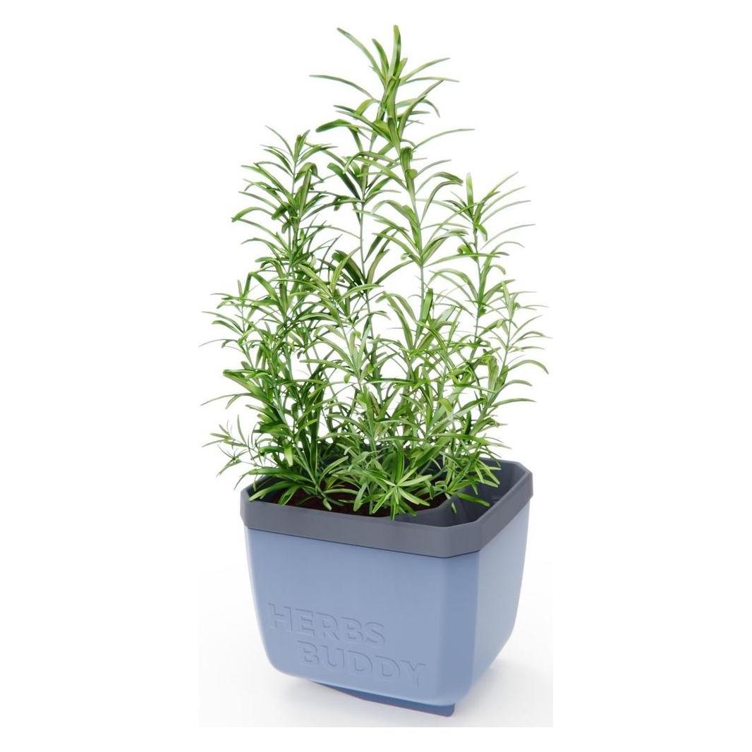 Gusta Garden Herbs Buddy (14 x 16.30 x 14.50 cm) (104F10)
