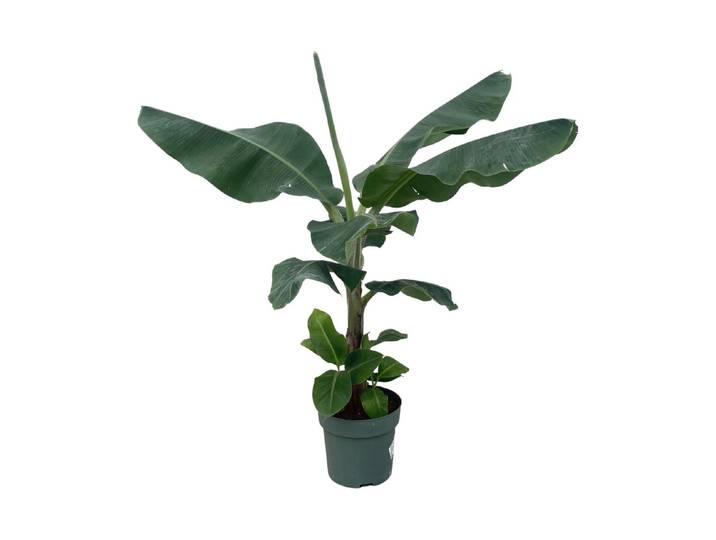 Musa Ø21cm - Bananenpflanze