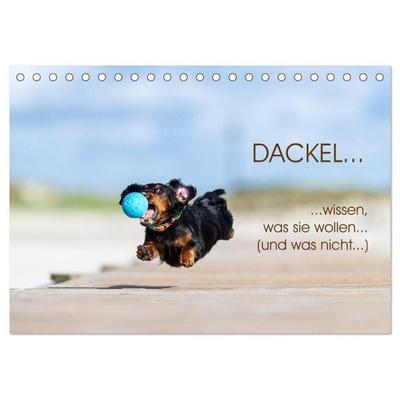 DACKEL... wissen was sie wollen... (und was nicht...) (Tischkalender 2026 DIN A5 quer), CALVENDO Monatskalender