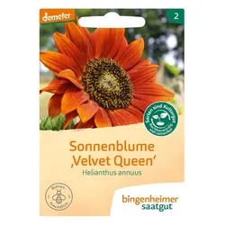 Sonnenblume "Velvet Queen" - Helianthus annuus