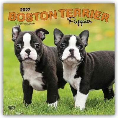 Boston Terrier Puppies – Boston Terrier Welpen 2027 – 16-Monatskalender