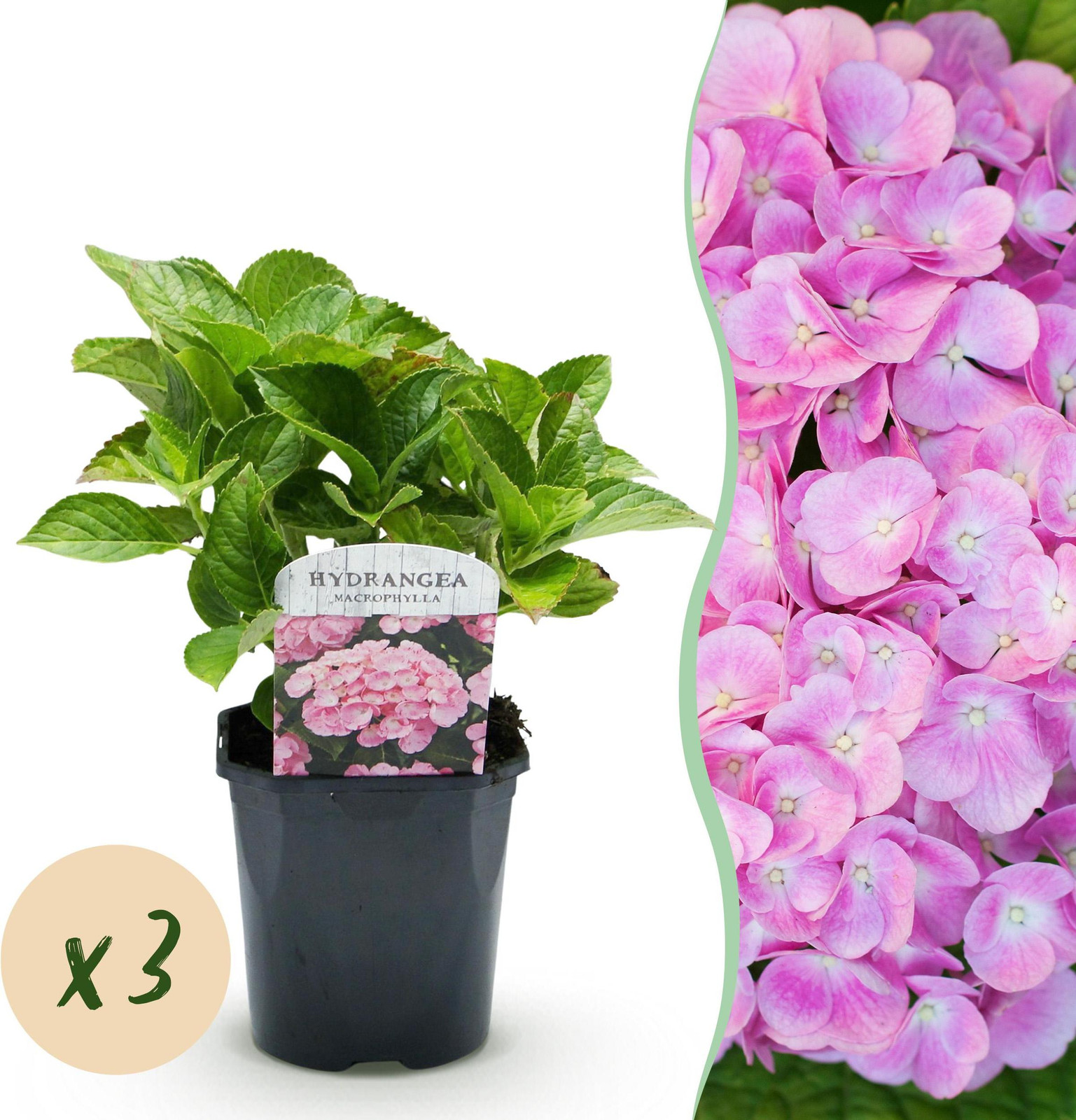 Pflanzenboutique Hortensia Hydrangea macrophylla Roze - 3 Tuinplanten - 1 m2 - Bladverliezend