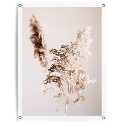 Poster REINDERS "Pampasgras", beige (farbe bild(er): beige), B:60cm H:80cm T:0,1cm, Leinwand, Bilder, Poster, Outdoor für Garten oder Balkon