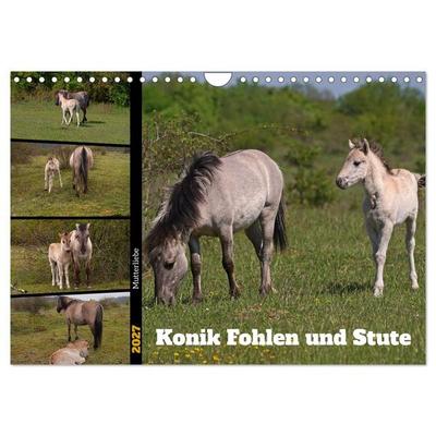 Mutterliebe - Konik Fohlen und Stute (Wandkalender 2027 DIN A4 quer), CALVENDO Monatskalender