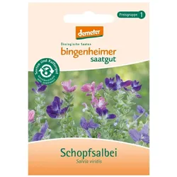Schopfsalbei - Salvia viridis
