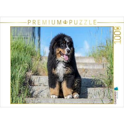 CALVENDO Puzzle Berner Sennenhund Welpe | 1000 Teile Lege-Größe 64x48cm Foto-Puzzle für glückliche Stunden
