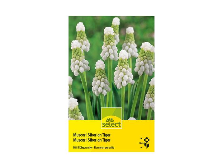 Select Blumenzwiebel Muscari Siberian Tiger