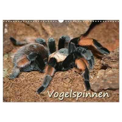 Vogelspinnen (Wandkalender 2027 DIN A3 quer), CALVENDO Monatskalender