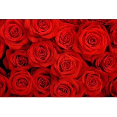 Papermoon "Rosen"