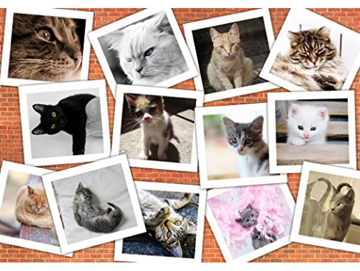 Grafika puzzel Katzen - 2000 stukjes