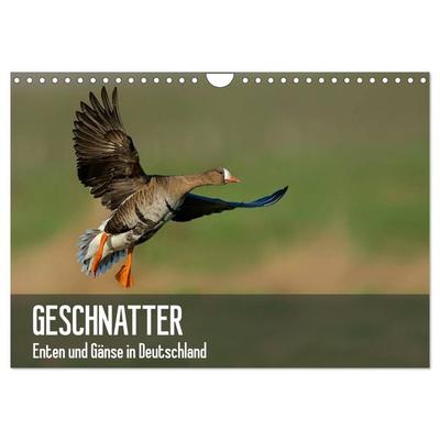 Geschnatter - Enten und Gänse in Deutschland (Wandkalender 2026 DIN A4 quer), CALVENDO Monatskalender