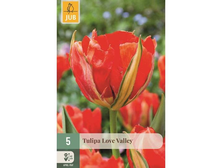 Tulpen love valley 5 bollen