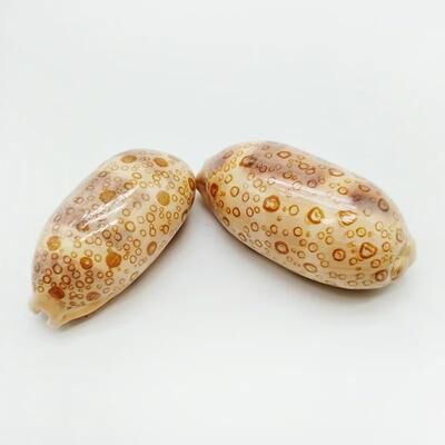 Uplift Treasures Natural Eyed Cowrie Shell Set Aquarium Decor eyed Cowrie