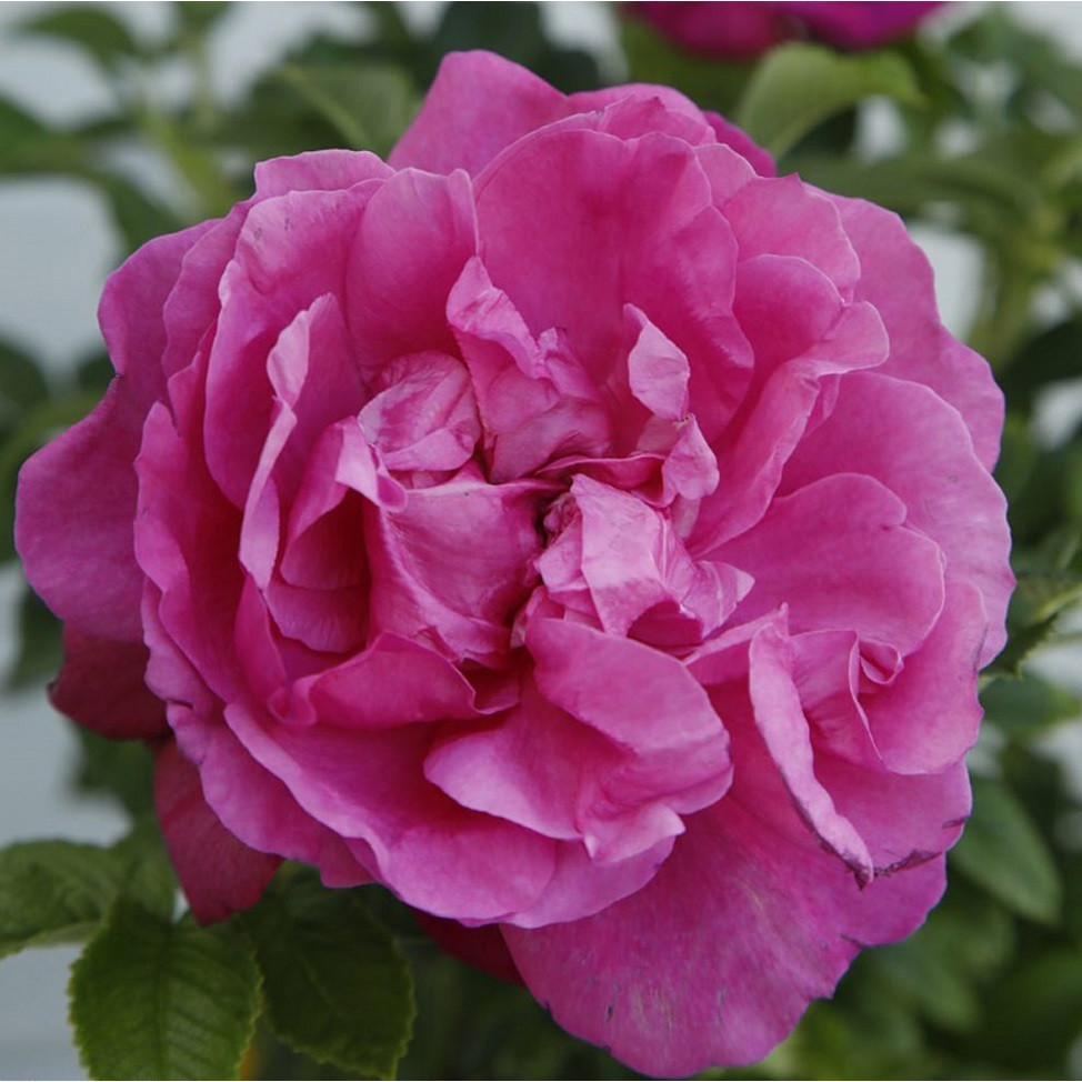 Kordes-Rugosa Roos Purple Roadrunner®