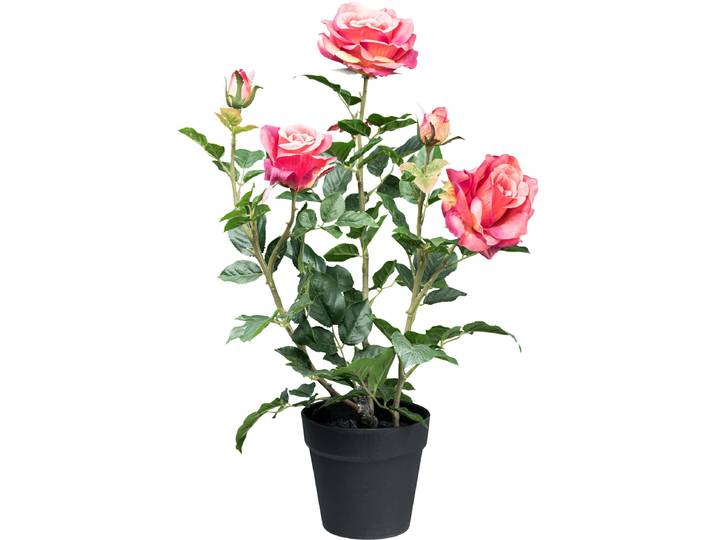 Kunstblume CREATIV GREEN Rosenbusch , pink, H:58cm, Kunstpflanzen, Kunstblume, mit 3 Blüten und 2 Knospen