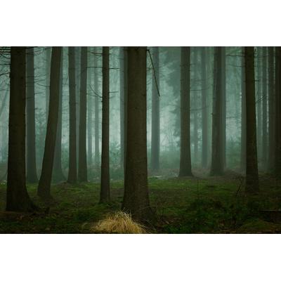 Fototapete PAPERMOON "Photo-Art ELLEN BORGGREVE, DIE KALTEN, DUNKLEN TAGE DES WINTERS", bunt, B:3,5m L:2,6m, Vlies, Tapeten