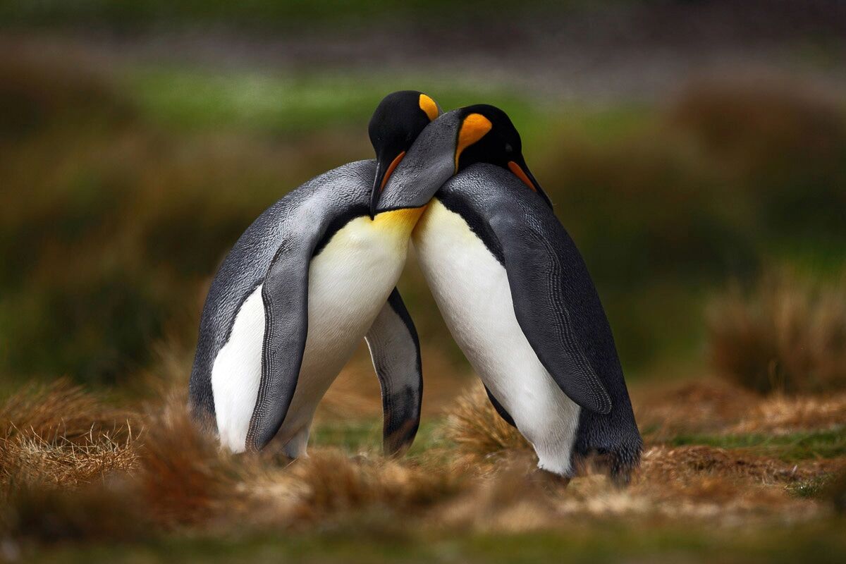 Fototapete PAPERMOON "Pinguine", bunt, B:1,5m L:1,11m, Vlies, Tapeten, Fototapete