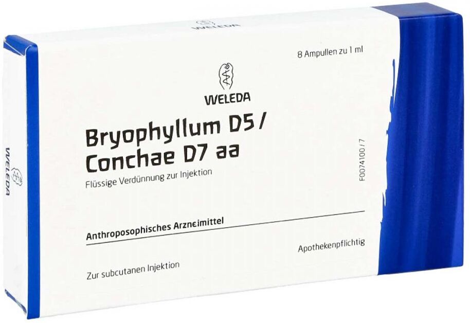 Bryophyllum D 5/conchae D7 Ampullen