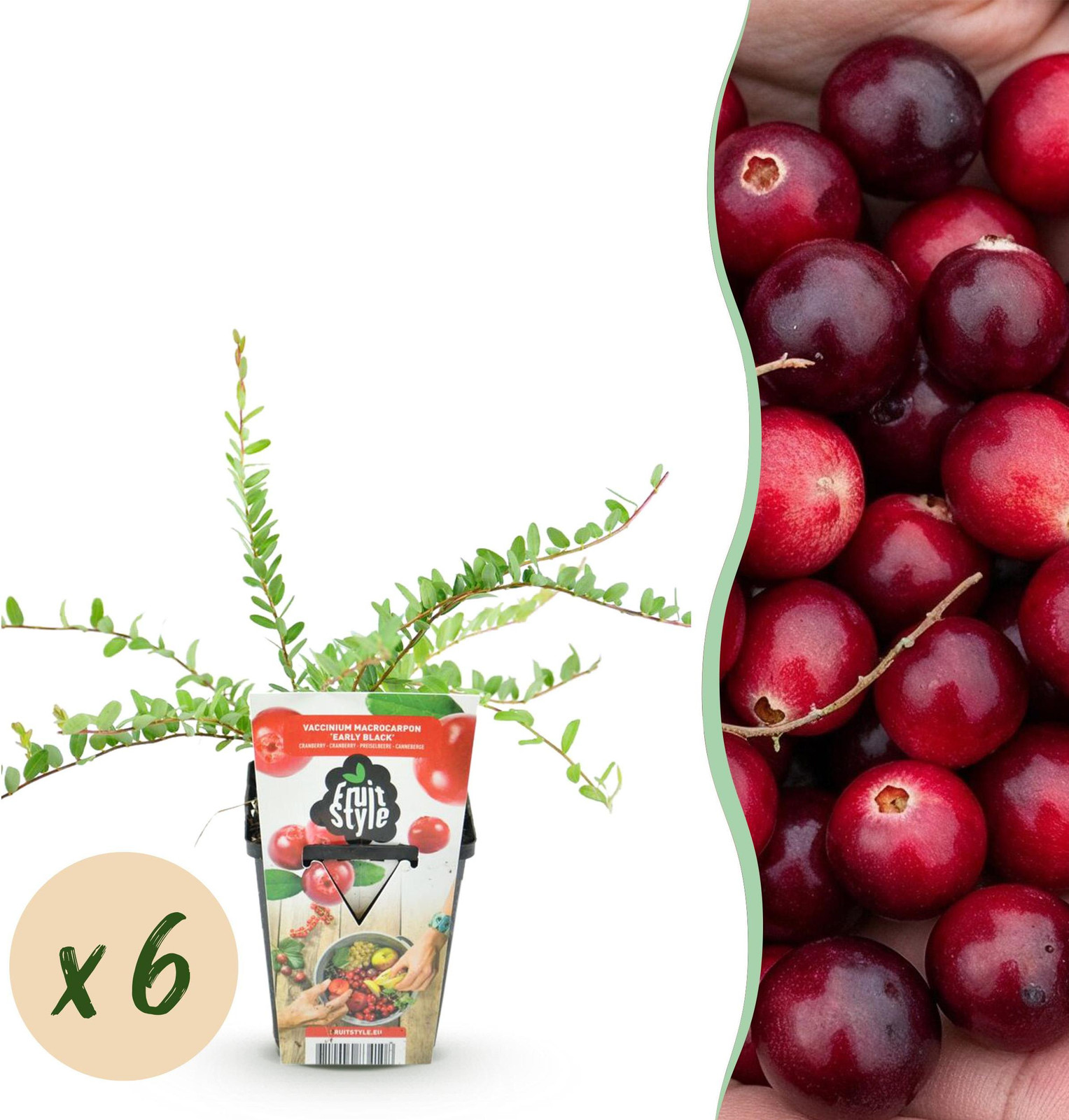 Vaccinium macrophylla Early Black Blauwe Bes - 6 Planten - Tuinplant - Pflanzenboutique