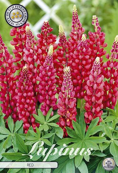 Sam van Schooten Lupine Red bloembollen (1 stuk)