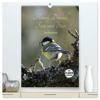 Amsel, Drossel, Fink und Star - beobachtet (hochwertiger Premium Wandkalender 2027 DIN A2 hoch), Kunstdruck in Hochglanz