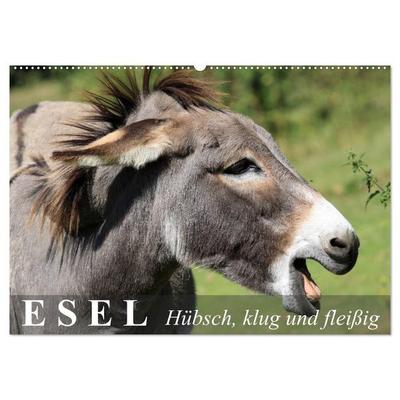 Esel - hübsch, klug und fleißig (Wandkalender 2026 DIN A2 quer), CALVENDO Monatskalender