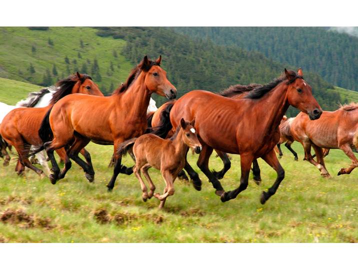 Fototapete PAPERMOON Wild Horses , bunt, B:2,5m L:1,86m, Vlies, Tapeten, Fototapete