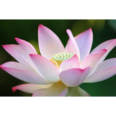 Fototapete PAPERMOON "Lotus Flower", bunt, B:2m L:1,49m, Vlies, Tapeten