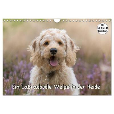 Ein Labradoodle-Welpe in der Heide (Wandkalender 2026 DIN A4 quer), CALVENDO Monatskalender