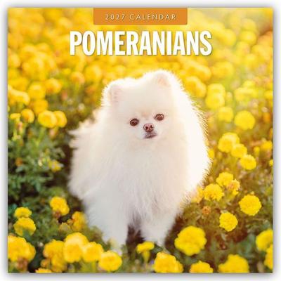 Pomeranians – Zwergspitz – Pomeranian Zwergspitz 2027 – 16-Monatskalender