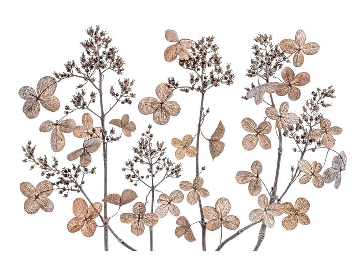 Fototapete PAPERMOON Photo-Art MANDY DISHER, HORTENSIE-PANIKULATA , bunt, B:1,5m L:1,11m, Vlies, Tapeten, Fototapete