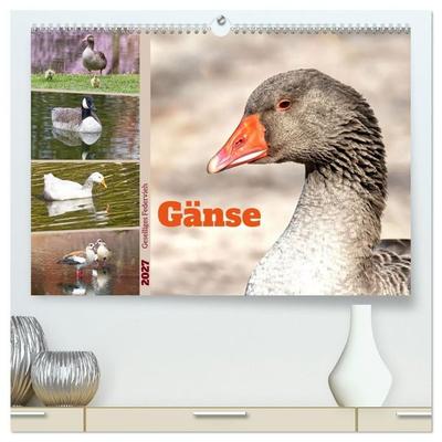 Gänse, geselliges Federvieh (hochwertiger Premium Wandkalender 2027 DIN A2 quer), Kunstdruck in Hochglanz