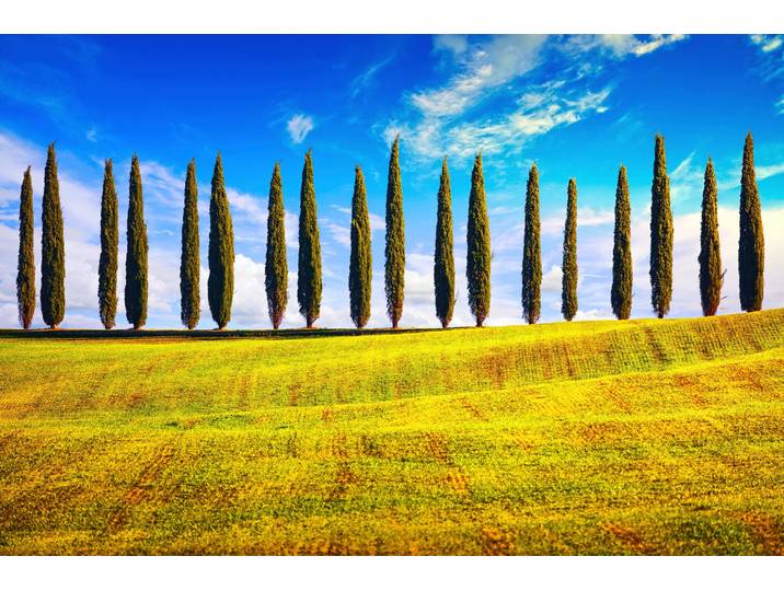 Fototapete PAPERMOON Pappeln am Feld , bunt, B:4,5m L:2,8m, Vlies, Tapeten, Fototapete