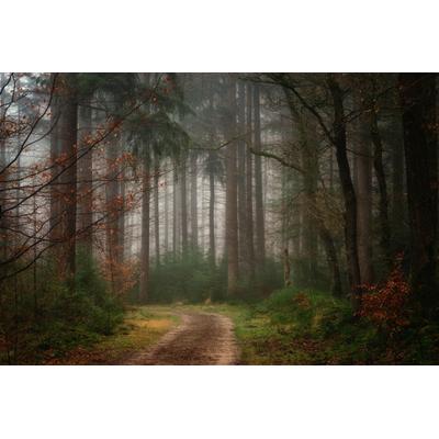Fototapete PAPERMOON "Photo-Art ELLEN BORGGREVE, REVERIES", bunt, B:5m L:2,8m, Vlies, Tapeten