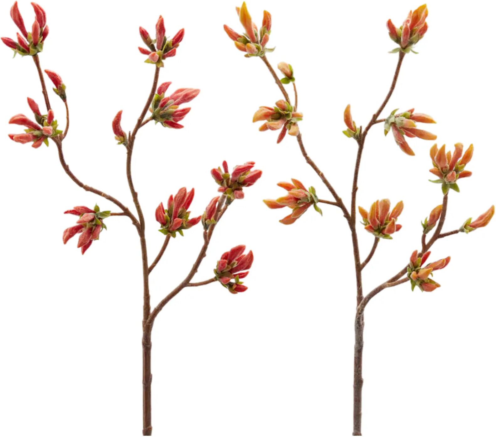 Edg Rododendron Zweig H: 90 cm