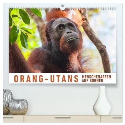 Orang-Utans Menschenaffen auf Borneo (hochwertiger Premium Wandkalender 2027 DIN A2 quer), Kunstdruck in Hochglanz