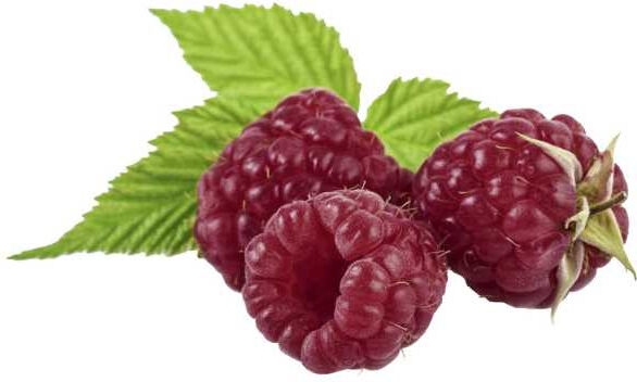 Pflanzen Bio Beerenobst Himbeere Rubus idaeus 3 Liter Topf