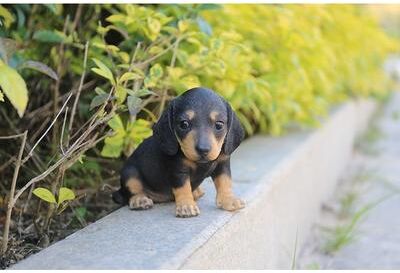 Hi-Line Gift Ltd. Dachshund Puppy Statue