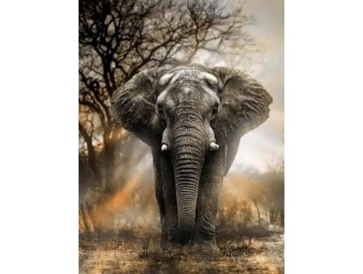 CHPN - Diamond painting - Diamond - 40/50 - Knutselen - Diamantjes - Creatief - Olifant - Ronde steentjes - Steentjes