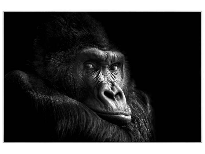Bild mit Rahmen Gorilla image LAND