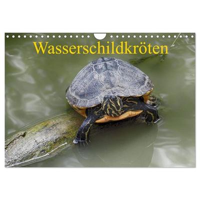 Wasserschildkröten (Wandkalender 2027 DIN A4 quer), CALVENDO Monatskalender