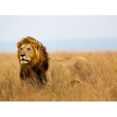 Fototapete PAPERMOON "Lion in Masai Mara Kenya", bunt, B:5m L:2,8m, Vlies, Tapeten