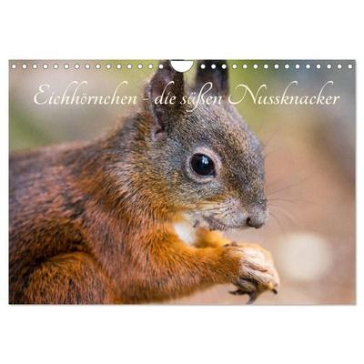 Eichhörnchen - die süßen Nussknacker (Wandkalender 2026 DIN A4 quer), CALVENDO Monatskalender